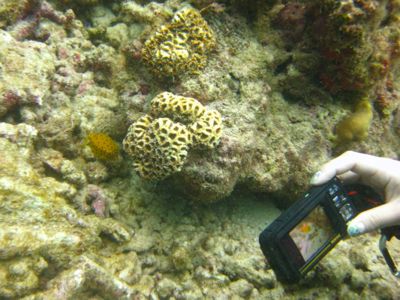 色んな生き物いっぱい!体験ダイブ♪_f0144385_19582323.jpg