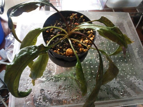 Cryptocoryne crispatula var. planifolia Guangxi（3）_e0227587_0222179.jpg