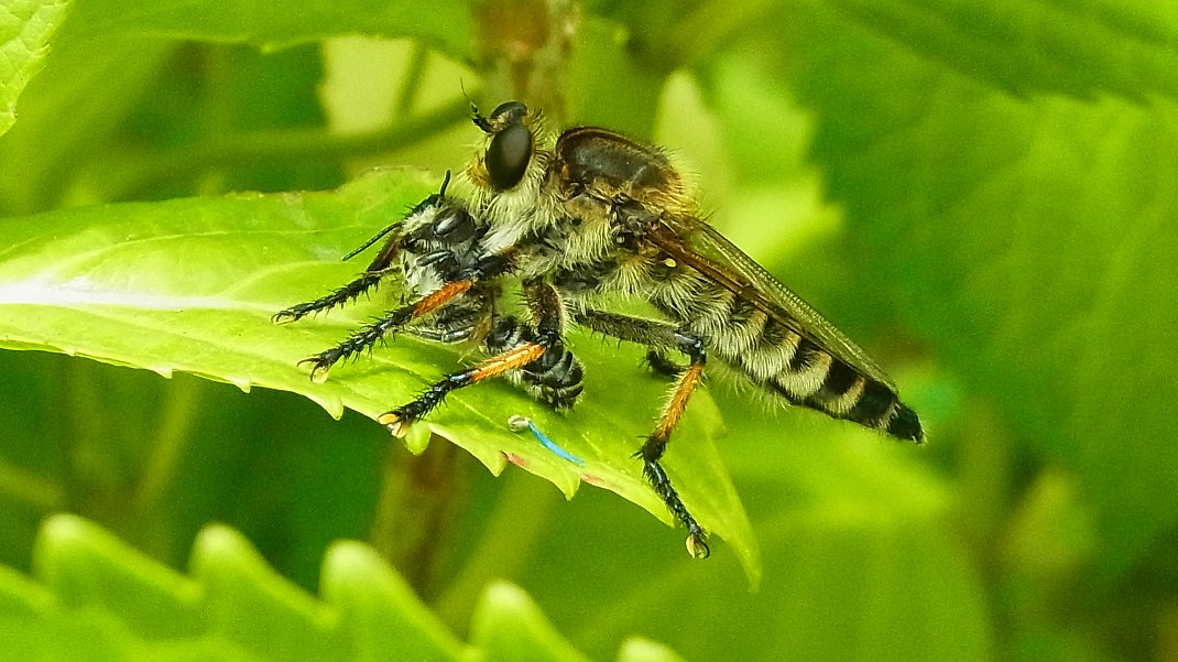 a0152692_18204727.jpg