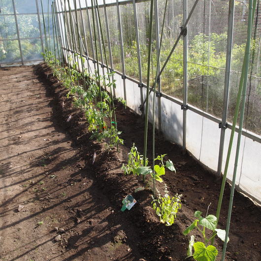 ハウスの植え付け完了_a0292194_2233118.jpg