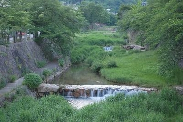 芦屋川の源氏ホタル_f0083294_11155350.jpg