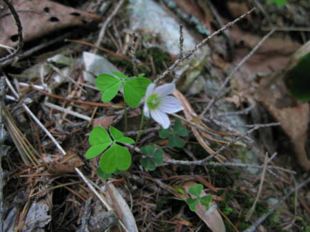 高原の花情報_e0120896_6313692.jpg