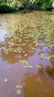 ガーデン植花夢(うえるかむ)へ_c0124100_18304057.jpg