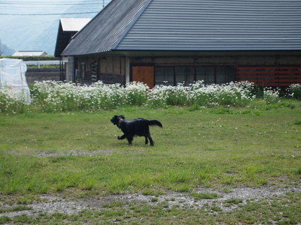 d0174502_85758.jpg