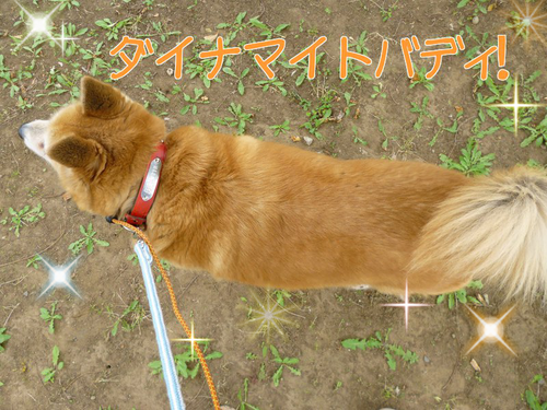 a0285205_17363277.png