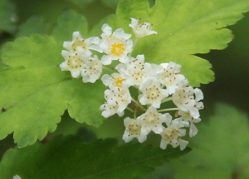 d0177108_1452380.jpg