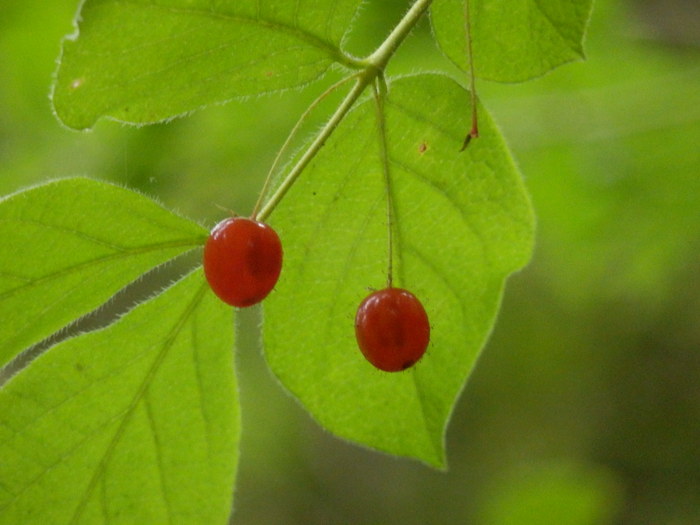 裏山登れば_f0219710_653499.jpg