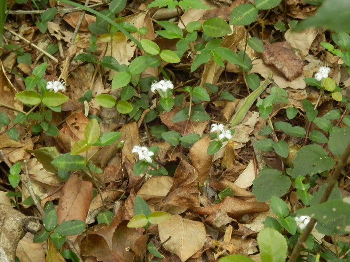 裏山登れば_f0219710_712036.jpg