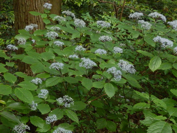 裏山登れば_f0219710_755850.jpg