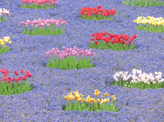 上湧別チューリップ公園と滝上芝桜公園_d0070814_65358.jpg