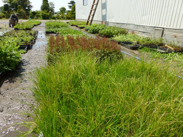 e0336214_1119371.jpg