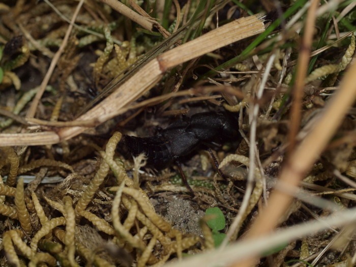 クロガネハネカクシ?_c0116915_23553569.jpg