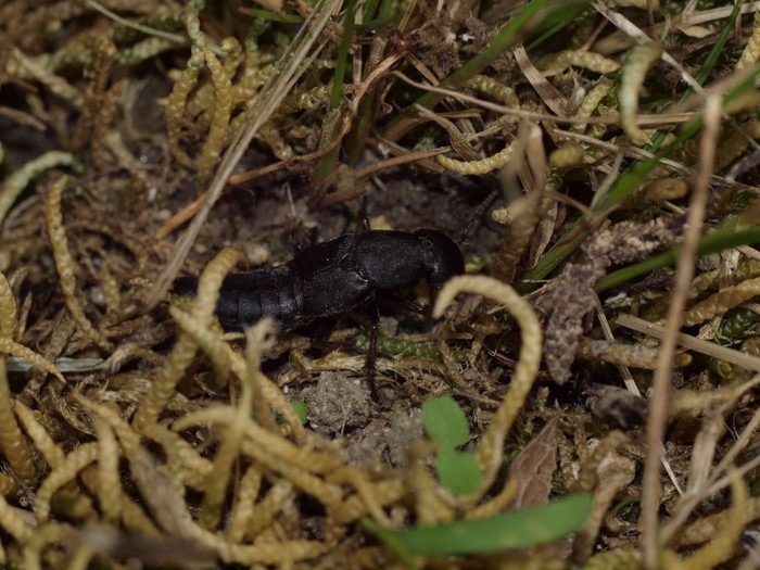 クロガネハネカクシ?_c0116915_23554938.jpg