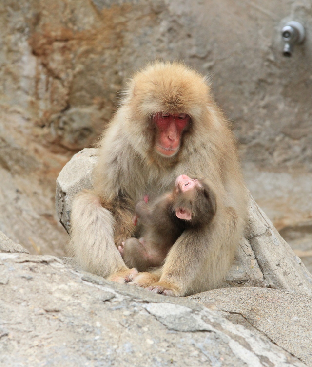 サル山の赤ちゃんたち_a0272917_18524331.jpg