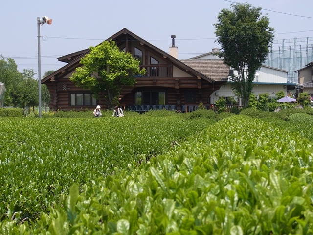 5月　ツターンカーメンの豆・お茶摘み・競馬_c0223117_0144766.jpg