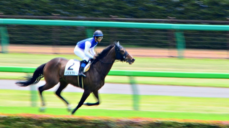 5月　ツターンカーメンの豆・お茶摘み・競馬_c0223117_0315641.jpg