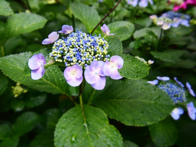 雨と紫陽花。_f0217617_9361919.jpg