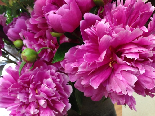 今週のお花とセール情報_a0200423_11144023.jpg