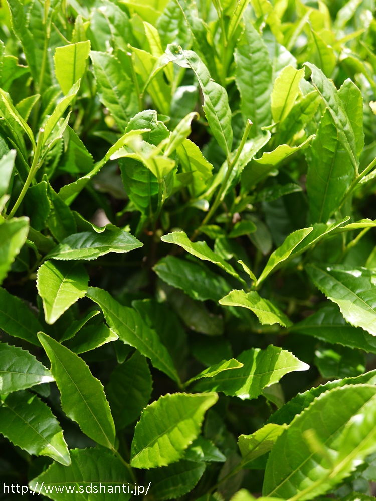 大人の遠足 静岡県梅ヶ島「隠れ茶」の里へno.1_a0169924_22351879.jpg