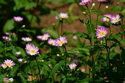 f0170524_1044678.jpg