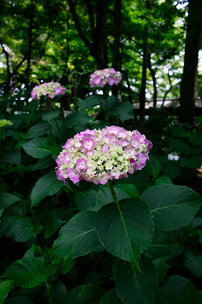 本土寺2013　あじさいの色彩をSIGMA DPシリーズ３兄弟で楽しむ（後編）_c0223825_0345476.jpg