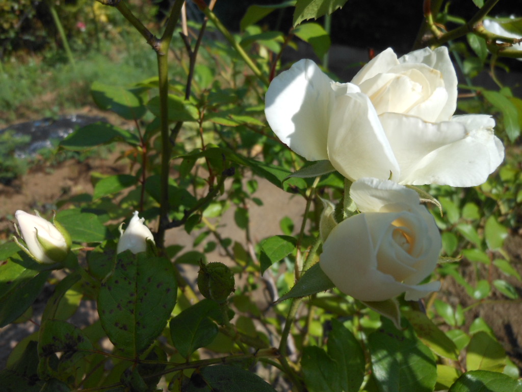 ピエールという薔薇_c0155326_17171237.jpg
