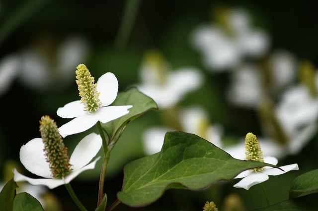 a0045932_21555690.jpg