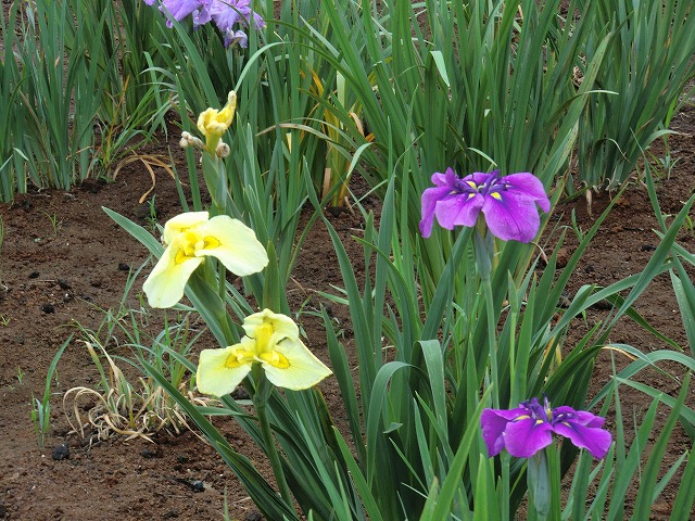 a0006033_141142.jpg