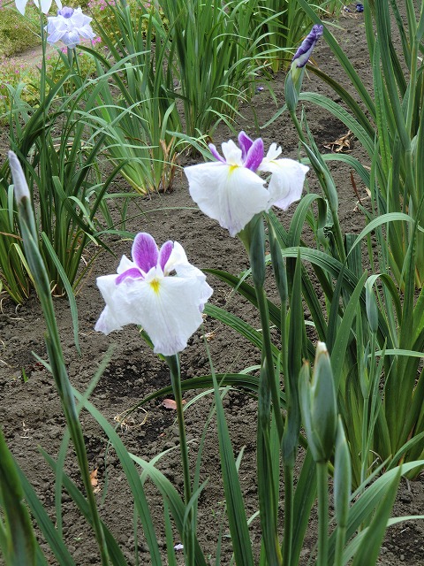 a0006033_1421289.jpg