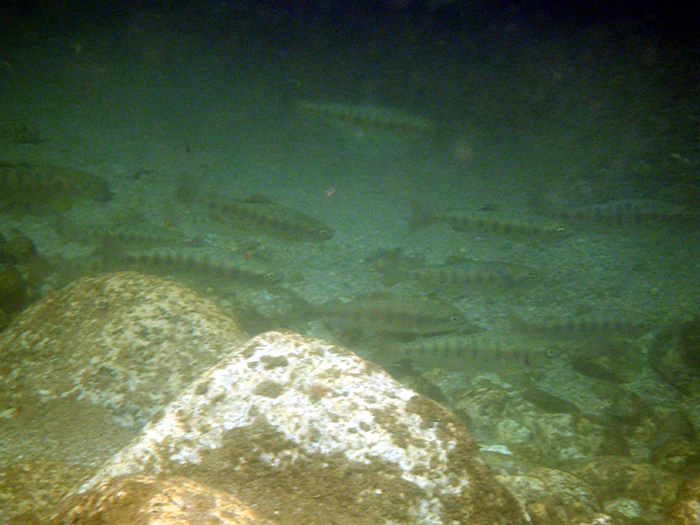 見える魚は釣れない?_c0120834_21322553.jpg