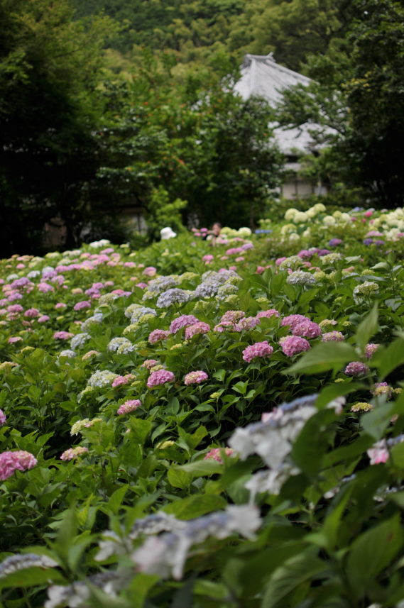 紫陽花の寺_e0056537_2145161.jpg