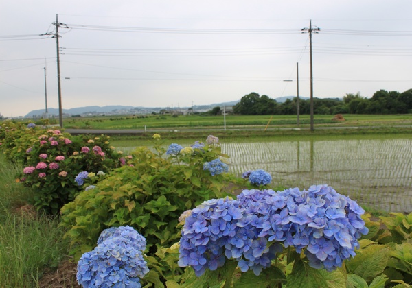 市内のアジサイの見ごろが近づいてきたよ_c0171849_172272.jpg