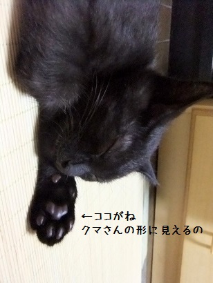 肉球の中にクマ おちゃのこさいさい 肉球の中にクマ おちゃのこさいさい