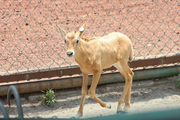 シロオリックスの赤ちゃん～キリンとの遭遇_e0294253_15327.jpg