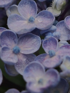 雨を待ち侘びる前庭の紫陽花たち ballade 花物語 雨を待ち侘びる前庭の紫陽花たち ballade 花物語