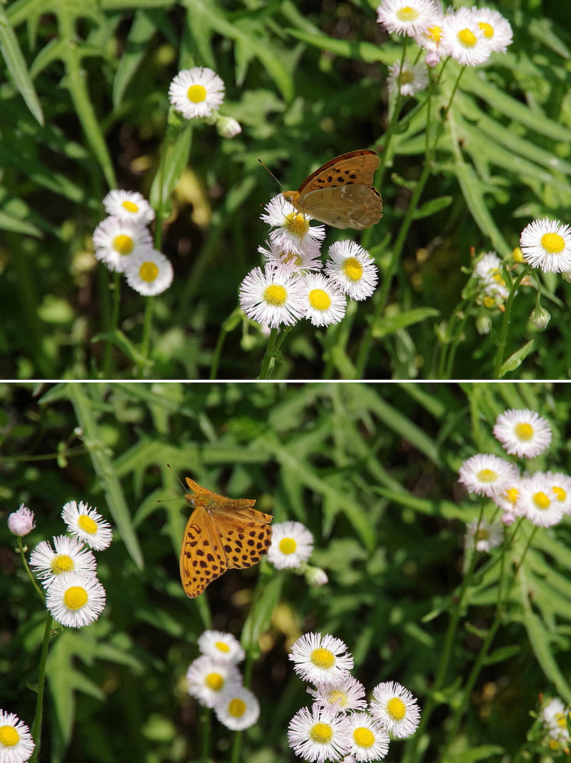 ２０１３．６．４　山梨県・今倉山　クモガタヒョウモン　　　２０１３．６．１１（記）_a0181059_1519984.jpg