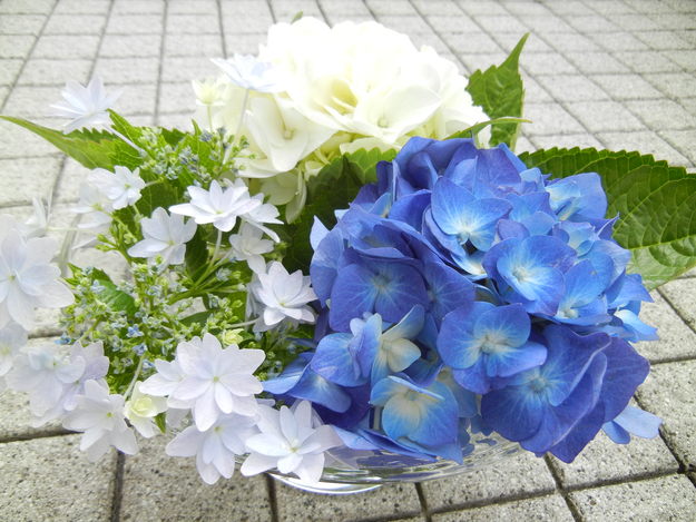 ’13,6,11(火)今日も紫陽花描くよ~!_f0060461_1051488.jpg