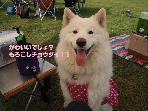 d0251768_13355488.png