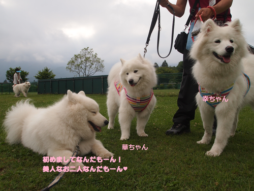 d0251768_14195422.png