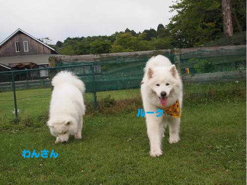 d0251768_1426228.png