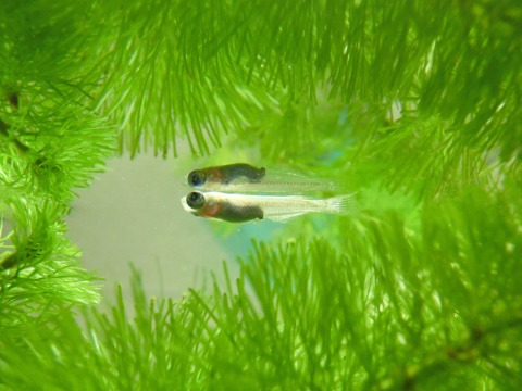 e0045768_2282997.jpg