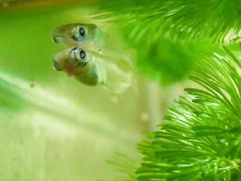 e0045768_2284217.jpg