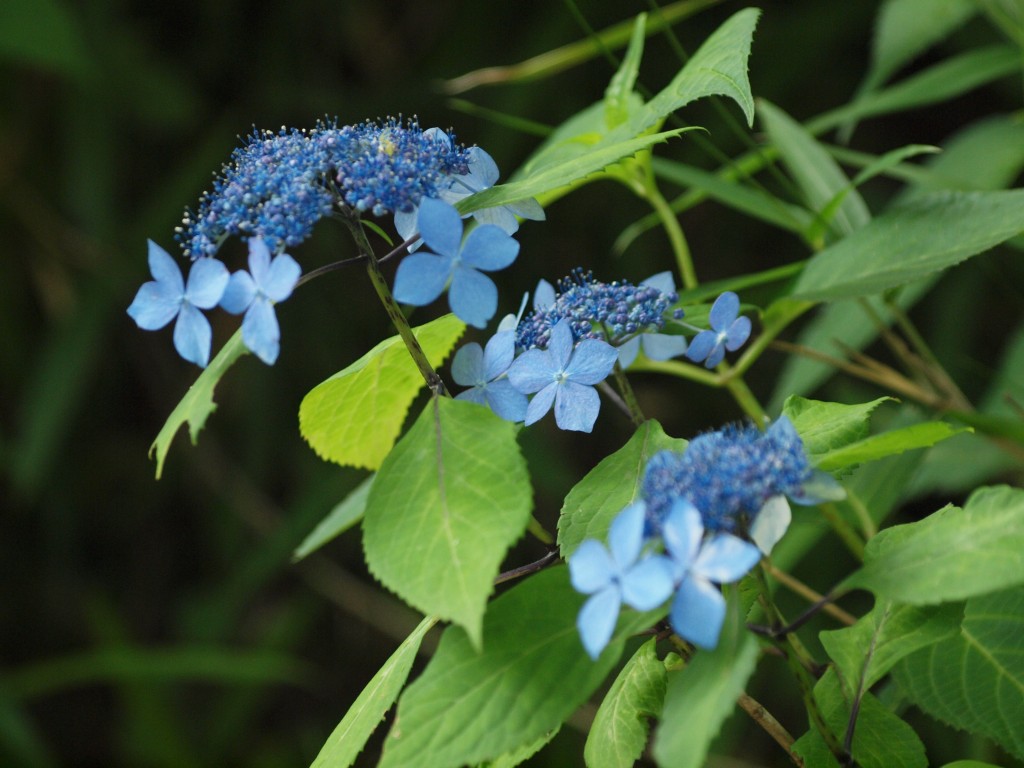山紫陽花を眺めて 自然風の自然風だより 山紫陽花を眺めて 自然風の自然風だより