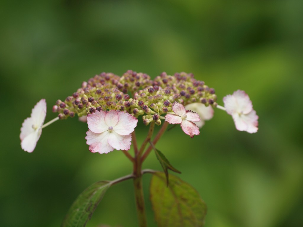 山紫陽花を眺めて 自然風の自然風だより 山紫陽花を眺めて 自然風の自然風だより