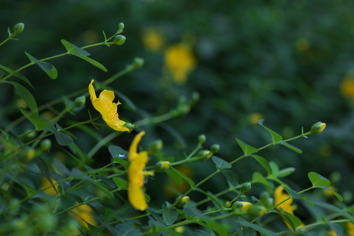 恋人さがし　ニワゼキショウ（庭石菖）他_a0083081_10371033.jpg