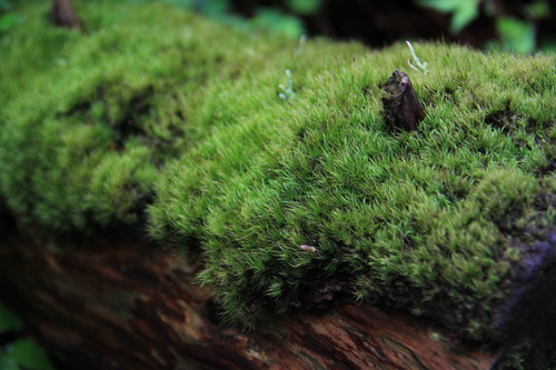 b0286982_103628100.jpg