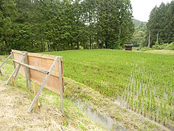 6月11日の田んぼ(月光原小・西根小)_d0247484_12513966.jpg