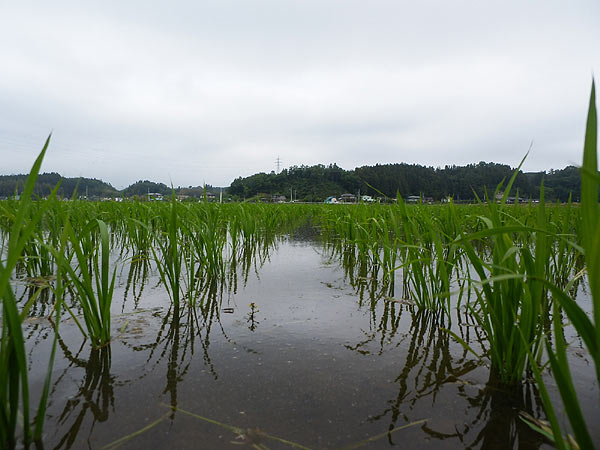 6月11日の田んぼ(緑ヶ丘小・北郷小)_d0247484_1301637.jpg