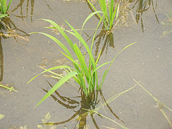 6月11日の田んぼ(緑ヶ丘小・北郷小)_d0247484_1303439.jpg