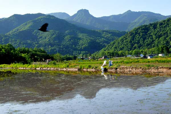 田んぼに影を映す定山渓烏帽子岳－豊滝ー_f0212586_1941515.jpg